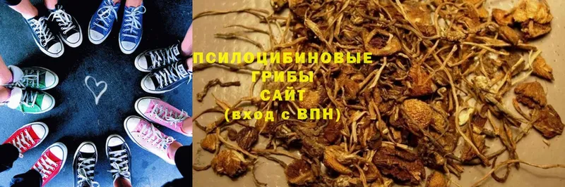 дарк нет официальный сайт  Аргун  Псилоцибиновые грибы GOLDEN TEACHER 